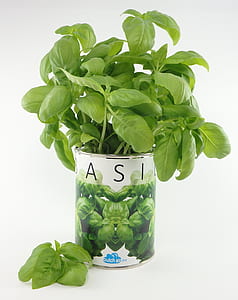 green basil herb in white pot thumbnail