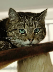 selective focus photography of silver tabby cat thumbnail