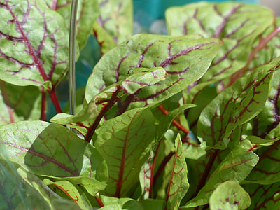 green and red leafed plant thumbnail