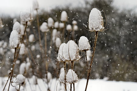 selective focus photography of white petaled flower covered on snow thumbnail