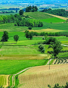 aerial view photography of rice field thumbnail