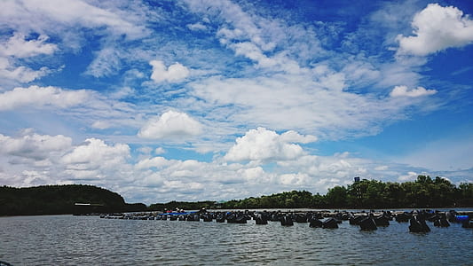 Photography of Green Trees Near Body of Water Under Cloudy Sky during Daytime thumbnail