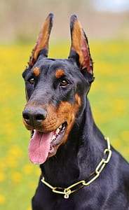 closeup photo of adult brown and black doberman thumbnail