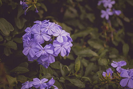 purple cluster flowers in bloom thumbnail