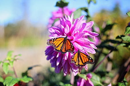 nature, flowers, summer, garden thumbnail