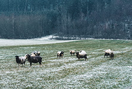 sheep eating grasses thumbnail