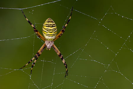 yellow and brown argiope spider on web thumbnail