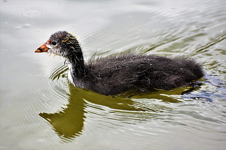 black duck floating on water during daytime thumbnail