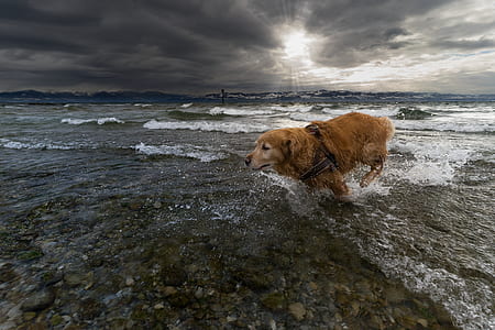 adult golden retriever running on body of water thumbnail