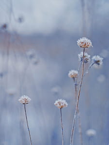depth of field photography of white dandelions thumbnail