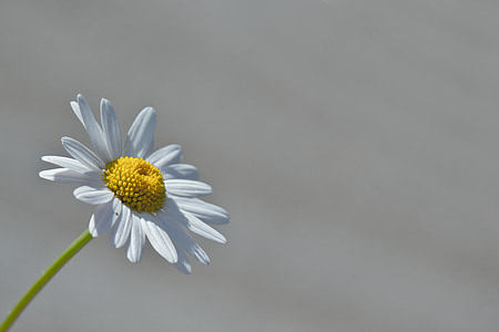 macro photography of Daisy flower thumbnail