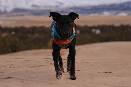 black dog running on sand ground near tall trees at daytime thumbnail