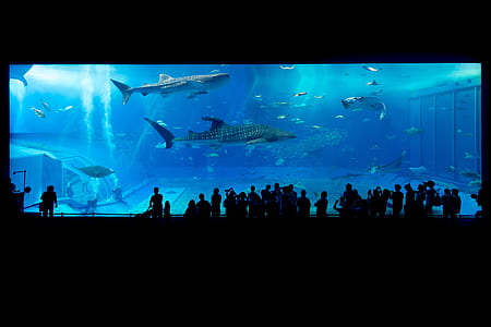 silhouette of people in front of aquarium thumbnail