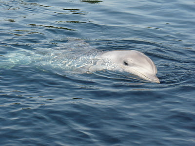 dolphin on water during daytime thumbnail