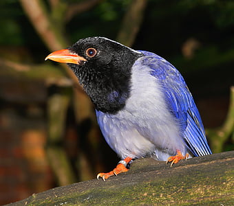blue and black bird on tree branch thumbnail