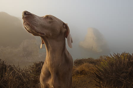 adult gray weimaranar standing in between tall grass during a foggy weather thumbnail