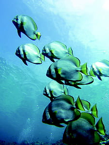 school of fish in ocean thumbnail