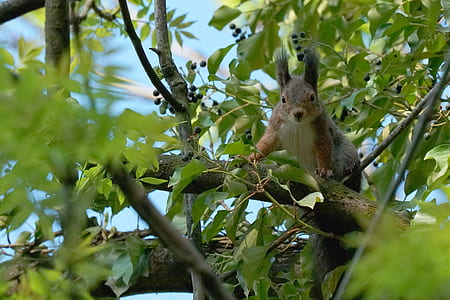 squirrel on tree thumbnail