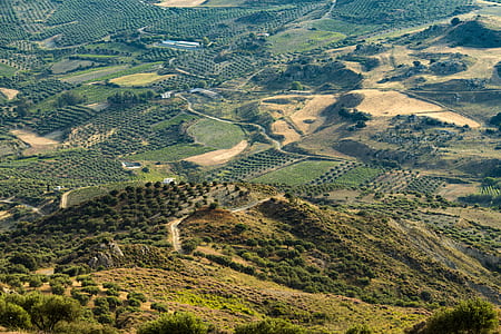 aerial photography of trees at daytime thumbnail