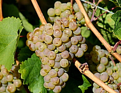 white grapes during daytime thumbnail