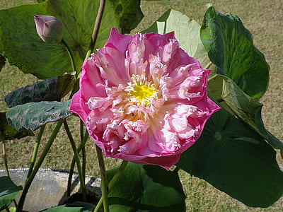pink lotus flower closeup photography thumbnail