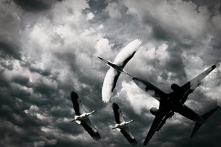 grayscale photography of three storks flying near plane thumbnail