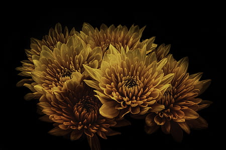 Brown and Yellow Cluster Flowers thumbnail