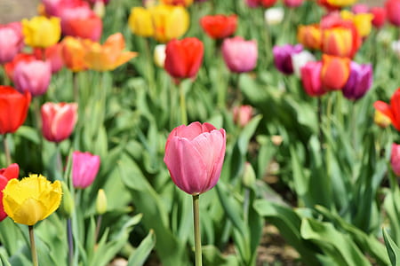 assorted-color tulip flowers thumbnail