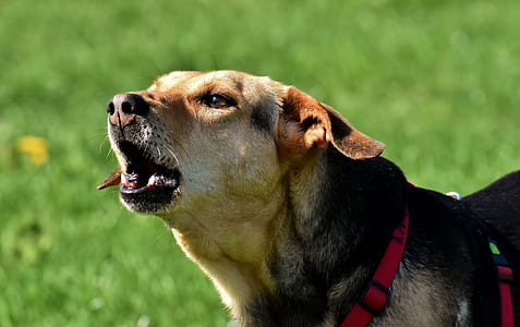 adult black and brown Dobermann mix thumbnail