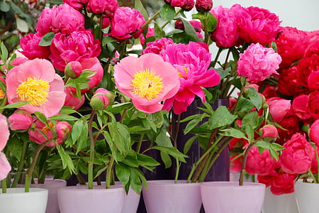 pink flowers thumbnail