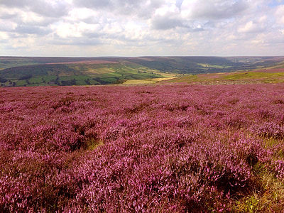 pink flowers thumbnail