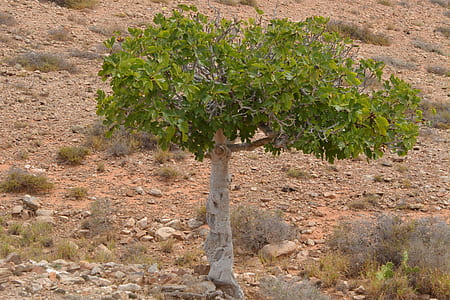 green leafed tree on brown soil thumbnail
