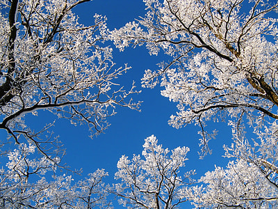 white leaf trees at daytime thumbnail