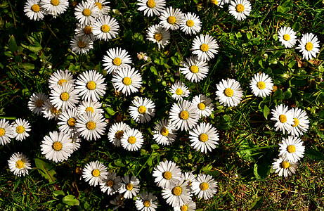 white daisies in bloom at daytime thumbnail