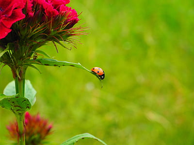 7-spot ladybird perched on green leafed plant thumbnail