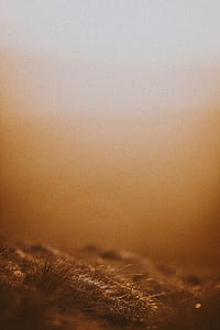 orange mist, smoky, grasses, nature thumbnail