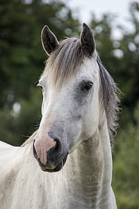 white and grey horse thumbnail