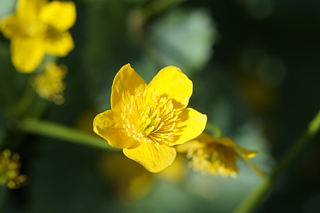 Caltha Palustris, Close thumbnail
