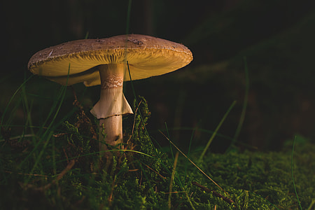 gray mushroom surrounded by green grass thumbnail