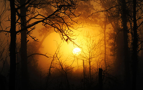 silhouettes of forest trees with sunset thumbnail