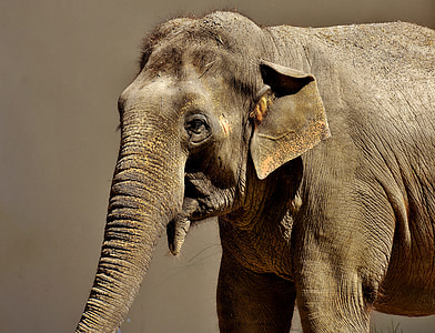 brown elephant thumbnail