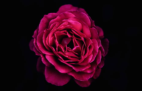 red rose flower with black background thumbnail