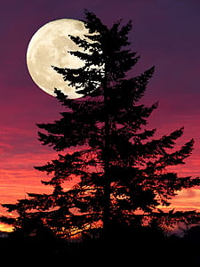 silhouette photo of black high tree during full moon thumbnail