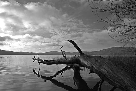 gray scale photography of driftwood on water thumbnail