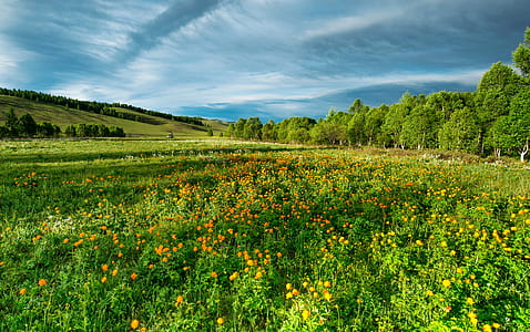 landscape, nature, sky, field thumbnail
