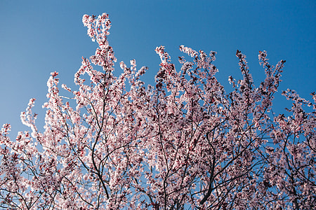 Pink spring flowers thumbnail