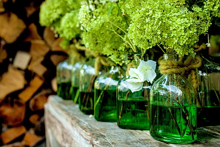 green plants on clear glass bottles thumbnail