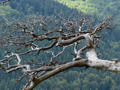 dried tree over green trees thumbnail