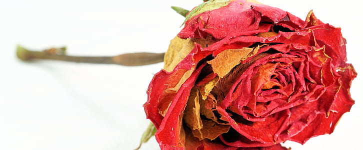 red rose close-up photography thumbnail