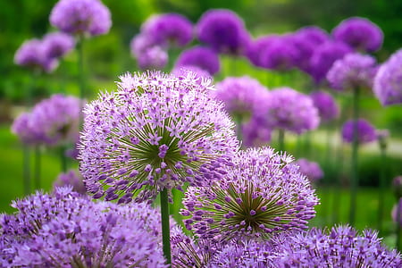 shallow focus photography of purple dandelions thumbnail